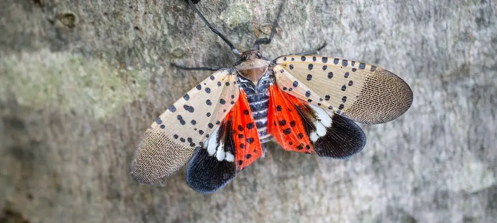 Spotted Lanternfly on Tree Bark