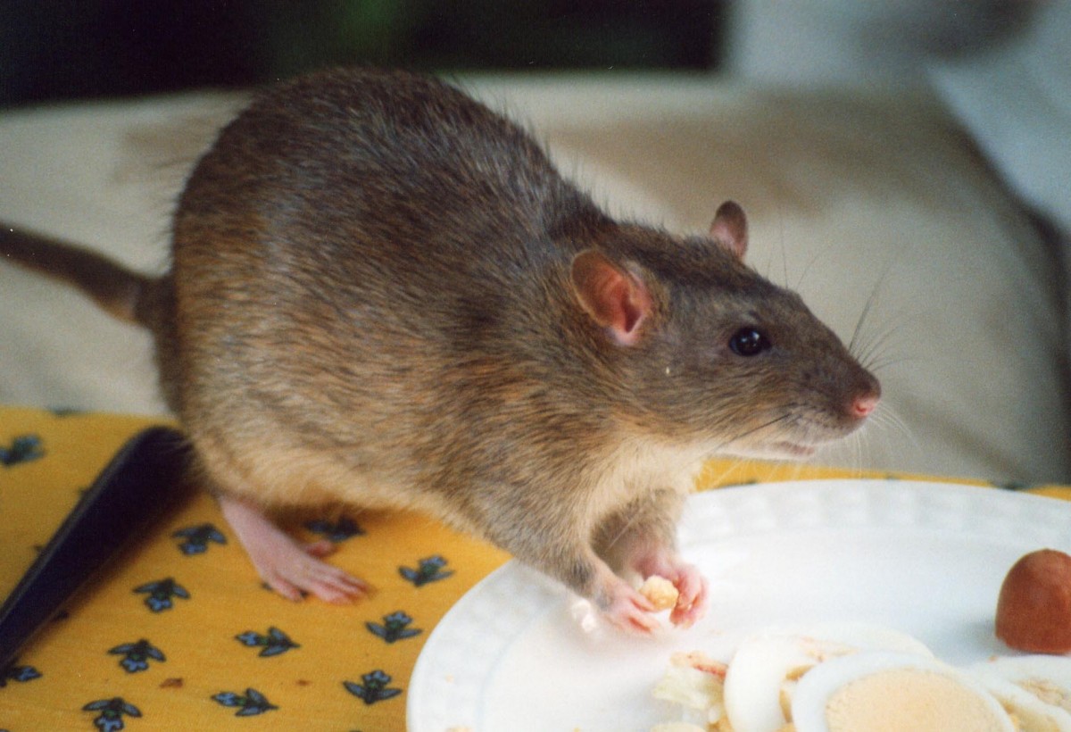 Take steps to keep mice and rats from coming indoors for the