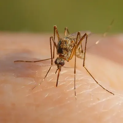 Mosquito biting a person