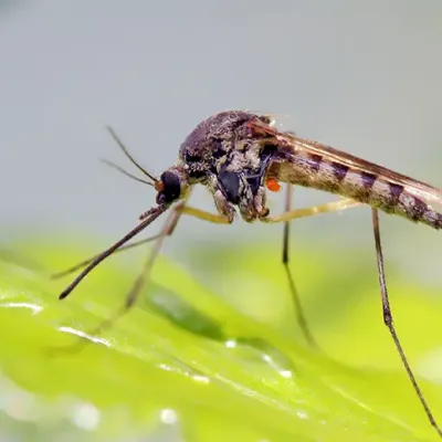 mosquito on leaf in lawn