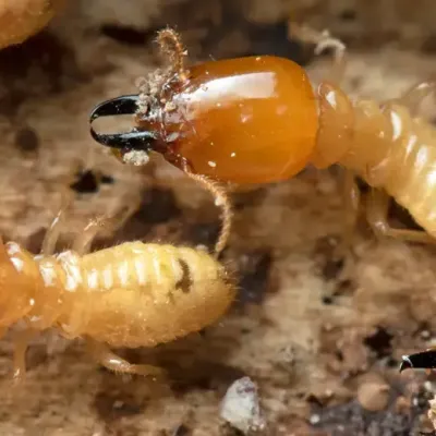 termites