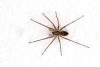 Photo of a house spider on a white background.