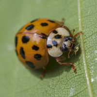 asian lady beetles