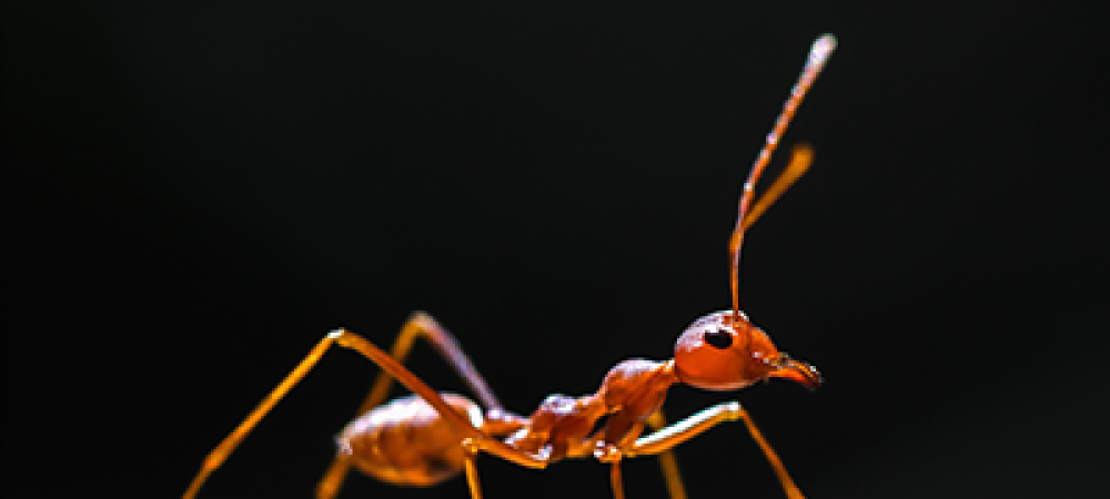 fire ant on a log