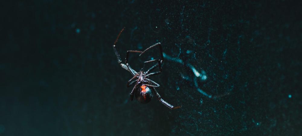 2 Inch Spider Webbing (10 feet)