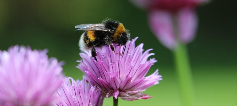 Bumble Bees vs. Carpenter Bees