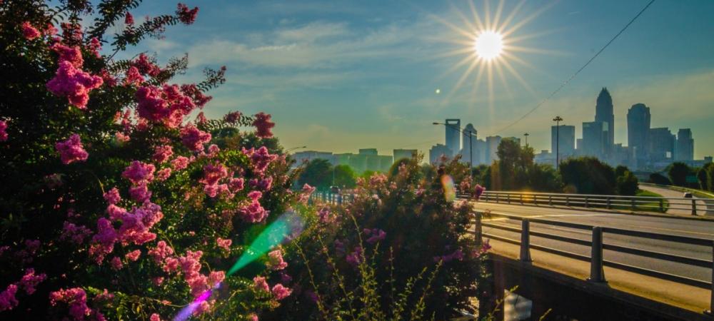 Charlotte Skyline