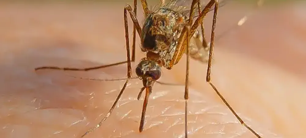 mosquito landing on someone's arm