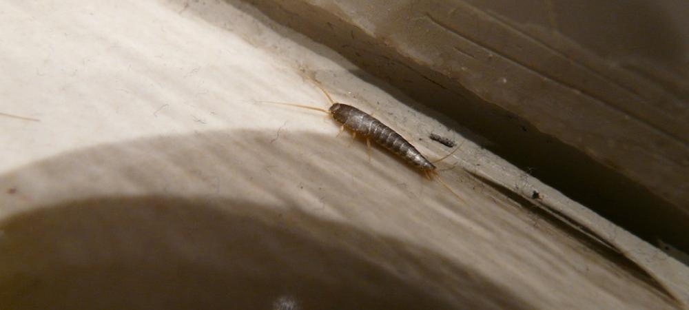 Silverfish Running along Floorboard