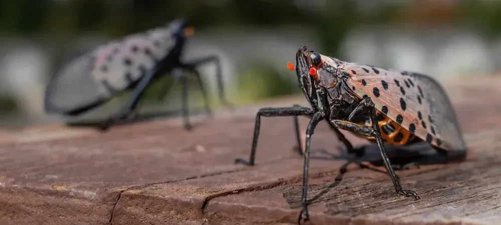 Two Spotted Lantern Flies on Wooden Table