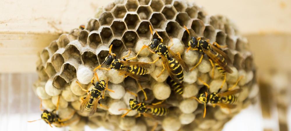 Wasps Nest