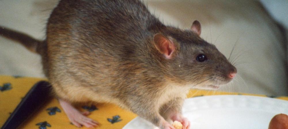 Pantry Protection Tips to Keep Mice Away this Winter - Mice Mob  Exterminators