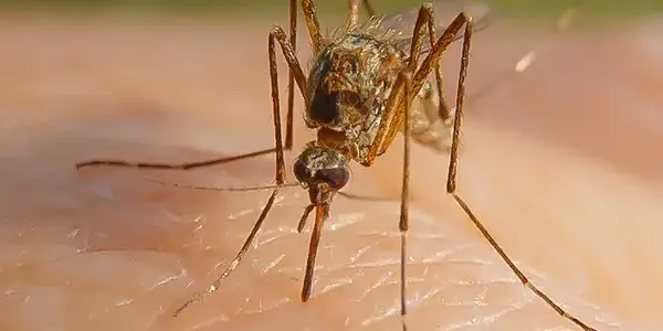 mosquito landing on someone's arm